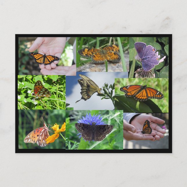 Butterfly Collage Postcard Postkarte (Vorderseite)