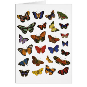 Butterfly Collection
