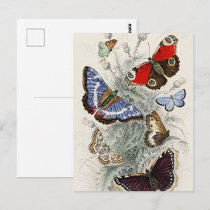 Butterfly Collection Antike farbenfrohe Schmetterl Postkarte