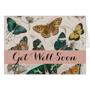 Butterfly Collection Antike Schmetterlinge