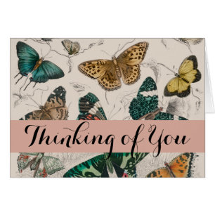 Butterfly Collection Antike Schmetterlinge