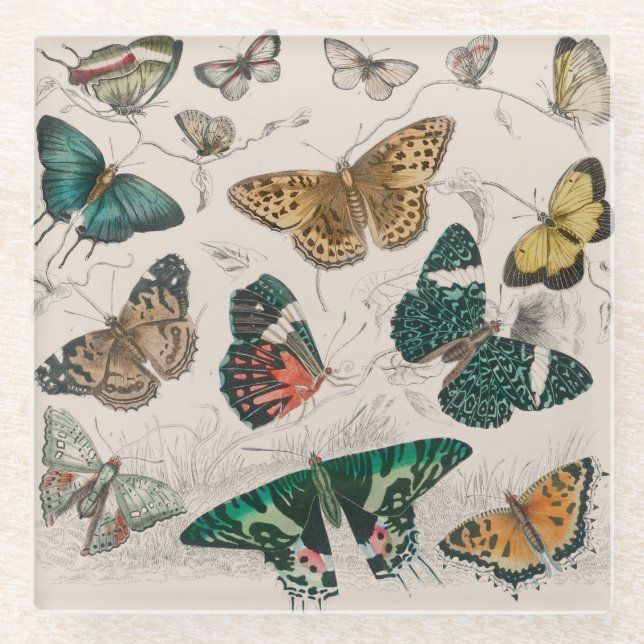 Butterfly Collection Antike Schmetterlinge Glasuntersetzer (Vorderseite)