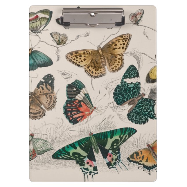 Butterfly Collection Antike Schmetterlinge Klemmbrett (Vorderseite)