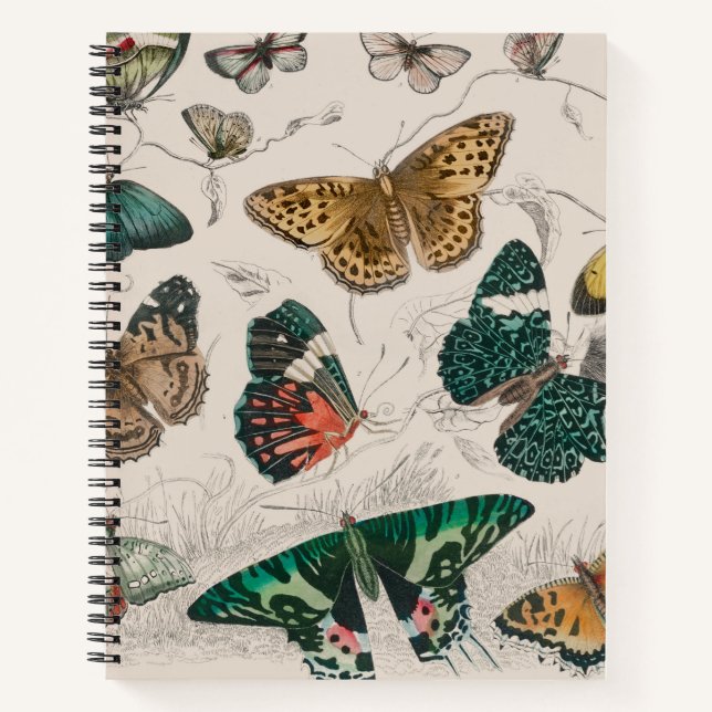 Butterfly Collection Antike Schmetterlinge Notizbuch (Vorderseite)