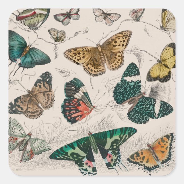 Butterfly Collection Antike Schmetterlinge Quadratischer Aufkleber (Vorderseite)