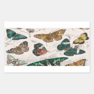 Butterfly Collection Antike Schmetterlinge Rechteckiger Aufkleber