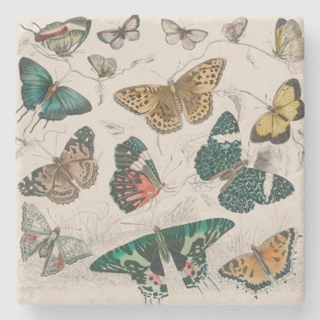 Butterfly Collection Antike Schmetterlinge Steinuntersetzer (Vorderseite)