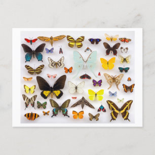 Butterfly Collection Postkarte