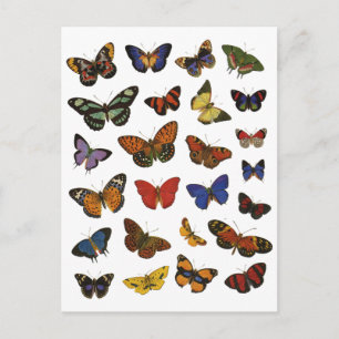 Butterfly Collection Postkarte
