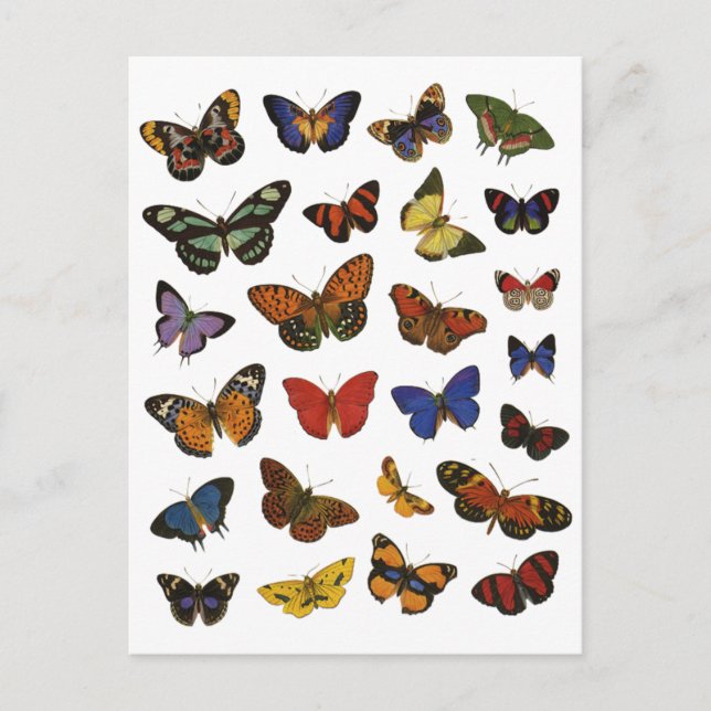 Butterfly Collection Postkarte (Vorderseite)