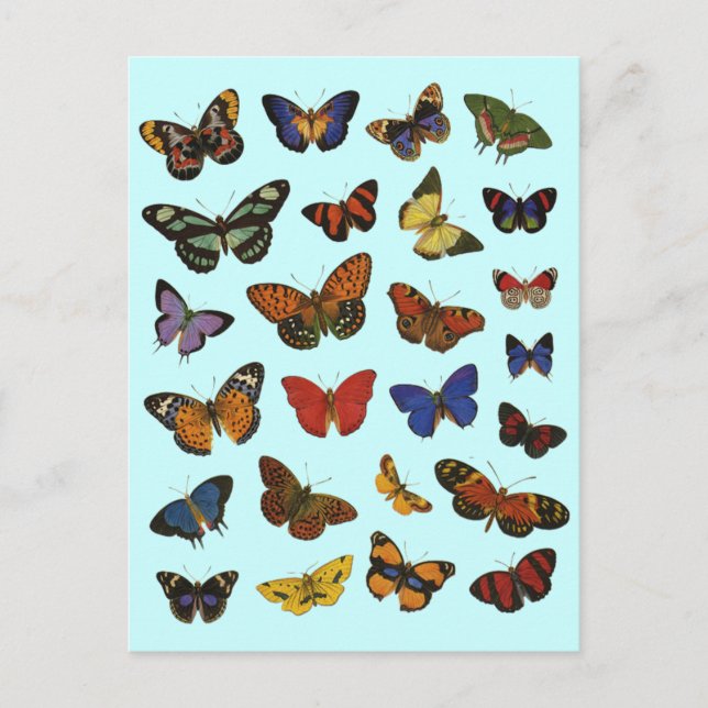 Butterfly Collection Postkarte (Vorderseite)