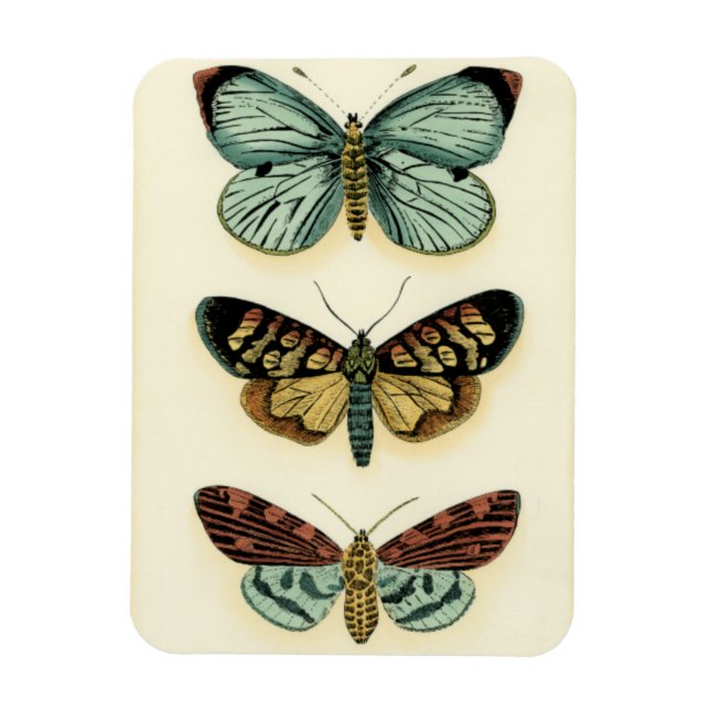 Butterfly Collection von Chariklia Zarris Magnet (Vertikal)
