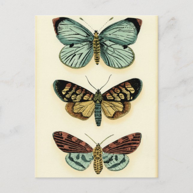 Butterfly Collection von Chariklia Zarris Postkarte (Vorderseite)