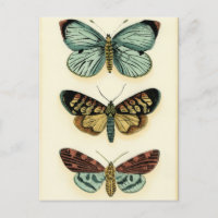 Butterfly Collection von Chariklia Zarris