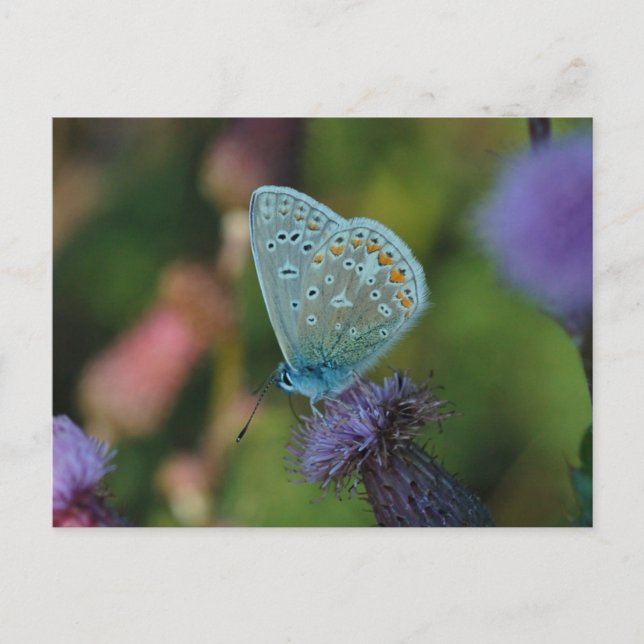 Butterfly Common Blue Postkarte (Vorderseite)