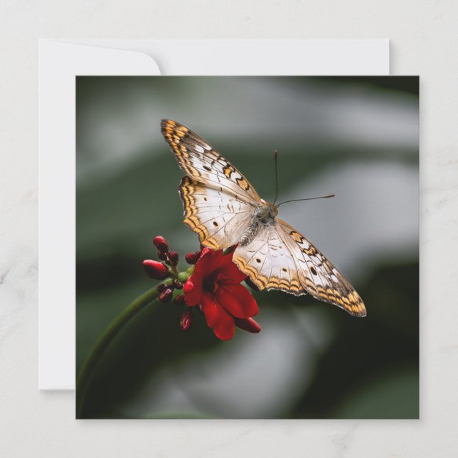 Butterfly Danke (Vorderseite)