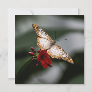 Butterfly Danke
