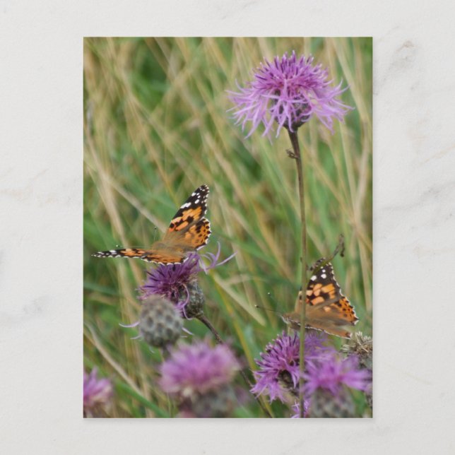 Butterfly Dreams Postkarte (Vorderseite)