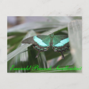 Butterfly Emerald Peacock Frack # 1 Postkarte