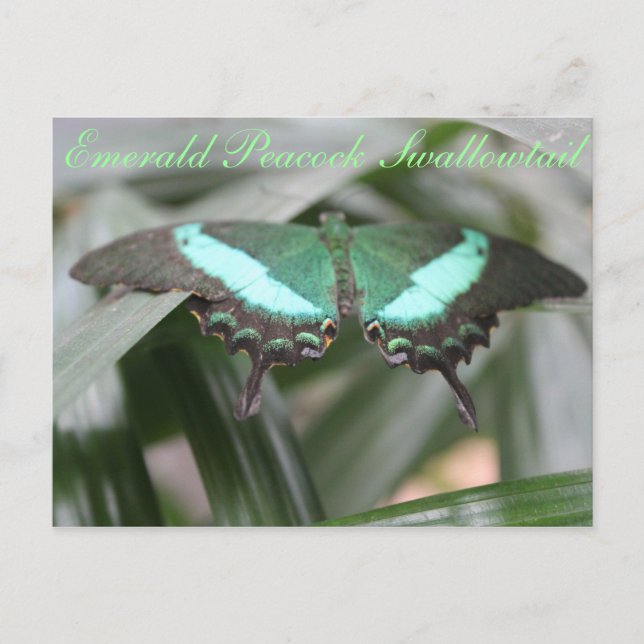 Butterfly Emerald Peacock Frack # 5 Postkarte (Vorderseite)