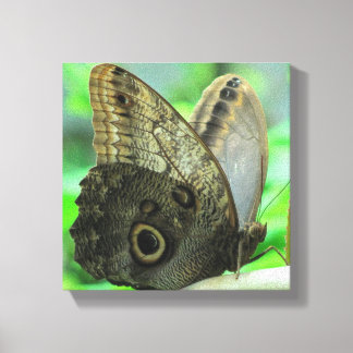 Butterfly Floral Canvas Print Leinwanddruck