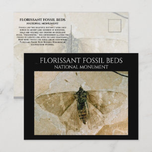 Butterfly Fossil, Florissant Fossil Betten, Wyomin Postkarte