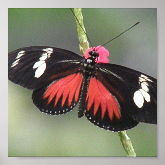 Butterfly-Foto-Design Poster (Vorne)