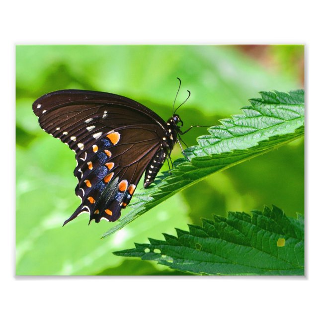 Butterfly Foto Print (Vorne)