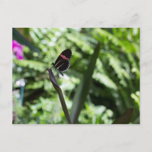 Butterfly-Fotografie Postkarte