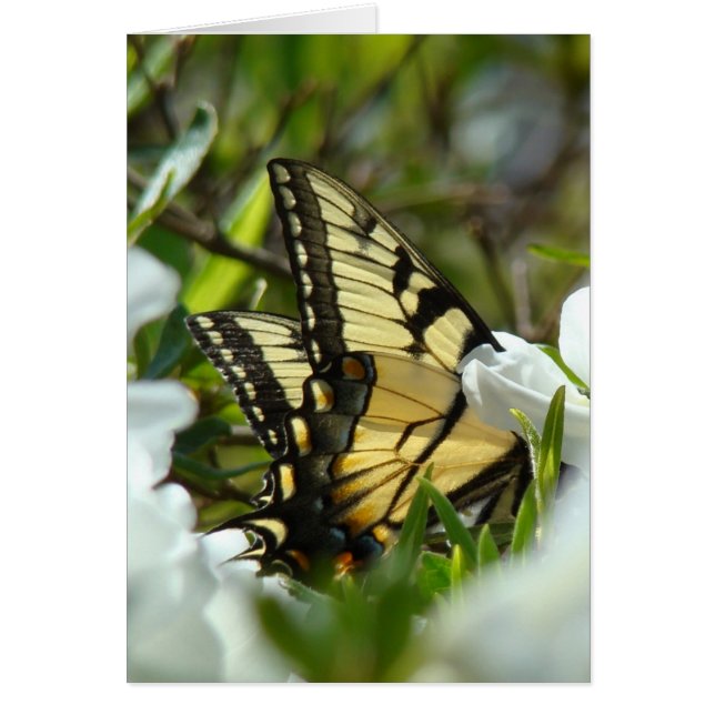 Butterfly-Frühjahr (Vorne)