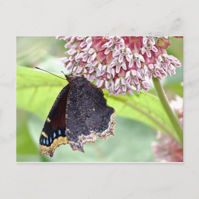 Butterfly Fütternd Postkarte (Vorderseite)