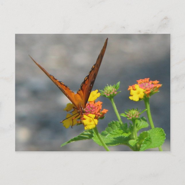 Butterfly Garden Postkarte (Vorderseite)