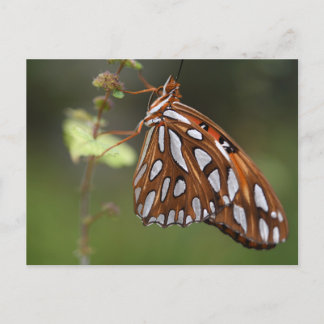 Butterfly Gulf Fritillary Passion Orange Gepunktet Postkarte