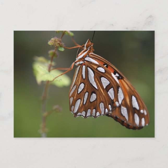 Butterfly Gulf Fritillary Passion Orange Gepunktet Postkarte (Vorderseite)