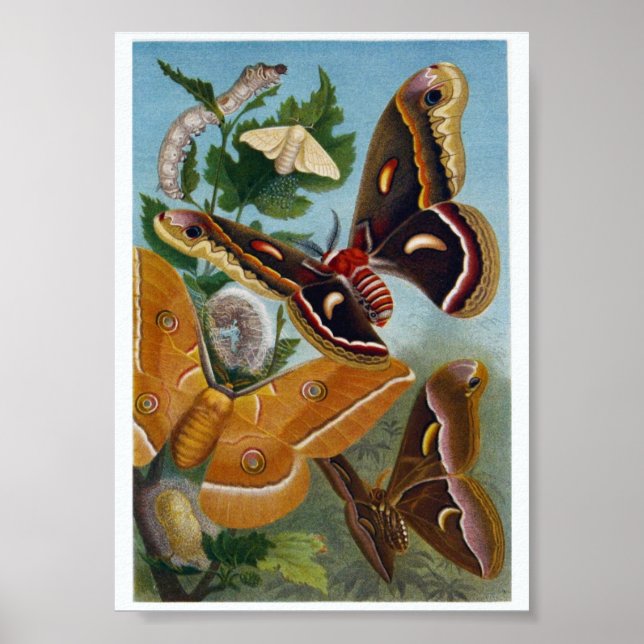 Butterfly Illustration Poster (Vorne)