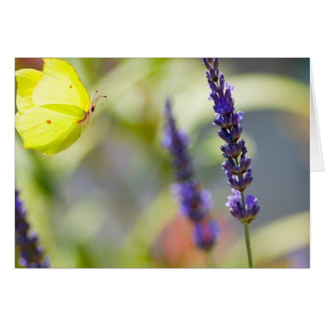 butterfly in Flight (Vorderseite (Horizontal))