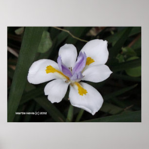 Butterfly Iris Poster