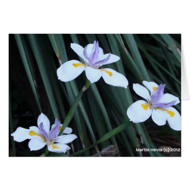 Butterfly Iris Trio (Vorderseite (Horizontal))