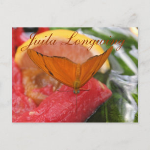 Butterfly Julia Longwing # 3 Postkarte