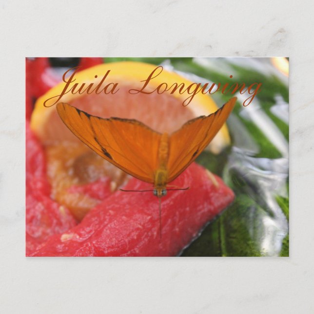 Butterfly Julia Longwing # 3 Postkarte (Vorderseite)