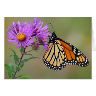 Butterfly-Karte