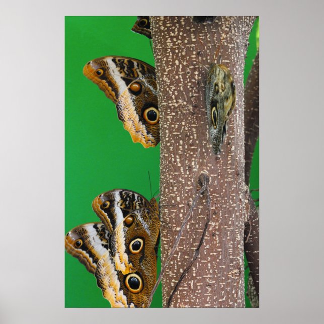 Butterfly Kisses Poster (Vorne)