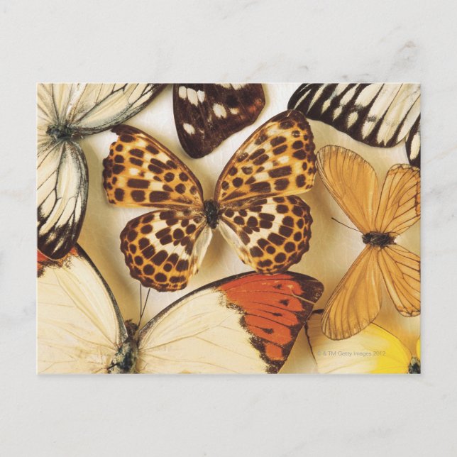 Butterfly-Kollektion Postkarte (Vorderseite)