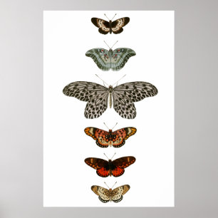 Butterfly-Kompilation Poster