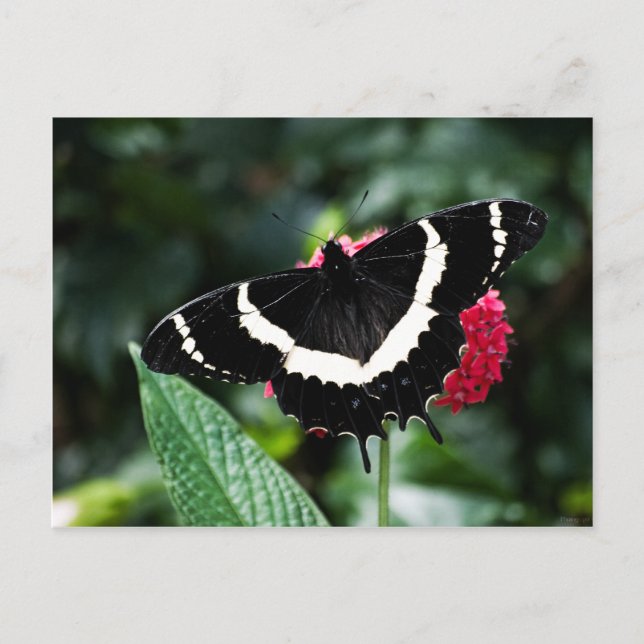 Butterfly Lolipop Postcard Postkarte (Vorderseite)