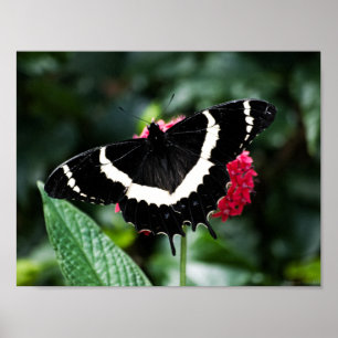 Butterfly Lolipop Print Poster
