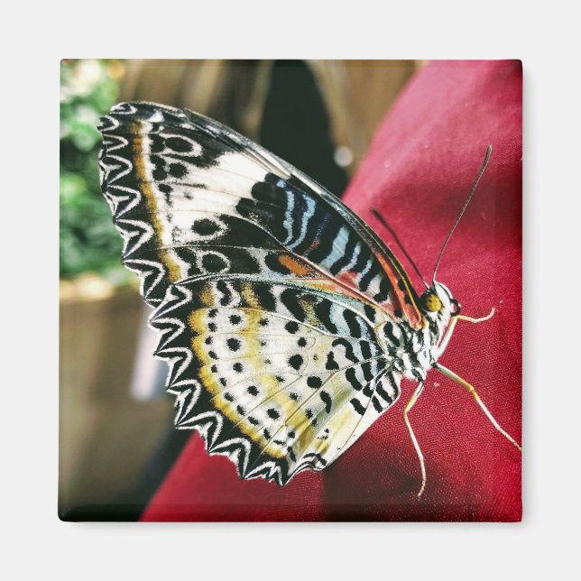 Butterfly Magnet (Vorne)
