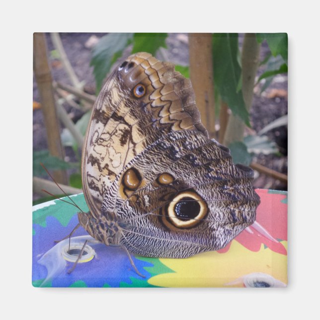 Butterfly Magnet (Vorne)