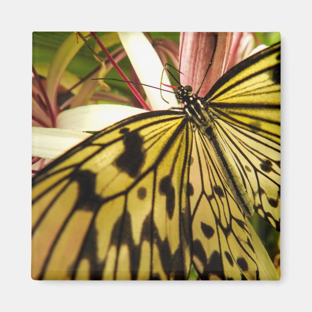 Butterfly Magnet (Vorne)