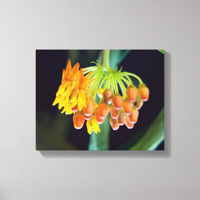 Butterfly Milkweed Blogs und Buds Leinwanddruck (Vorderseite)
